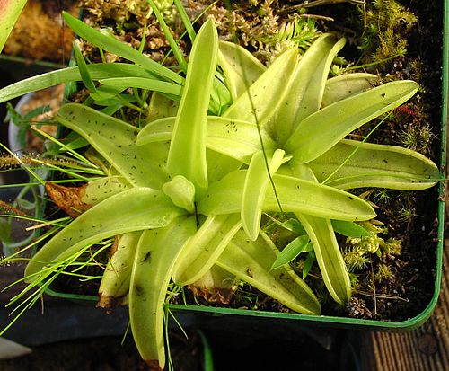 Pinguicula lutea